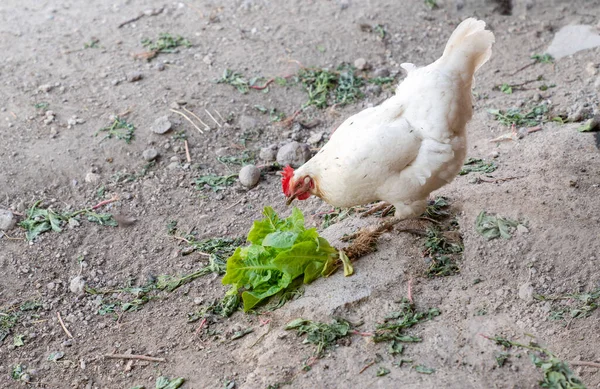 Vit Kyckling Stående Och Äter Grönt Bladverk Grand Lantlig Trädgård — Stockfoto