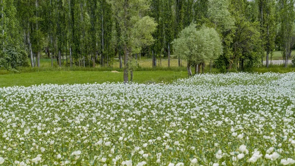 Opium Poppies White Flowers Growing Afyonkarahisar Turkey — Stock Photo, Image