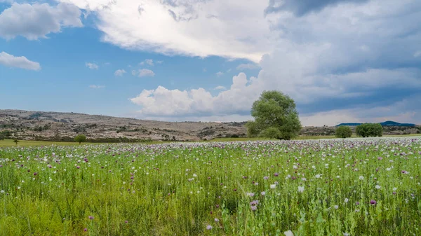 터키의 아프리온 르에서 자라는 자주색 양귀비 — 스톡 사진