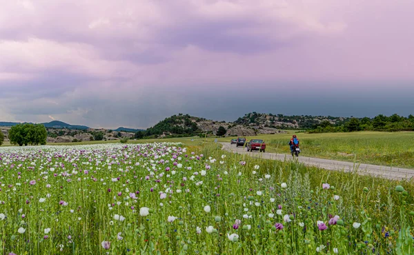 フィールドの近くの交通量で白と紫の花や車やバイクで成長しているアヘンケシ Afykarahisar トルコ — ストック写真