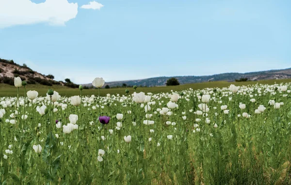 Opium Papavers Met Witte Paarse Bloemen Groeien Afyonkarahisar Turkije — Stockfoto