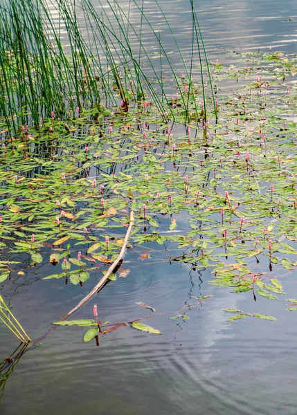 Wodny Węzeł Chwastowy Smarweed Rosnący Jeziorze Emre Parku Naturalnym Dolina — Zdjęcie stockowe