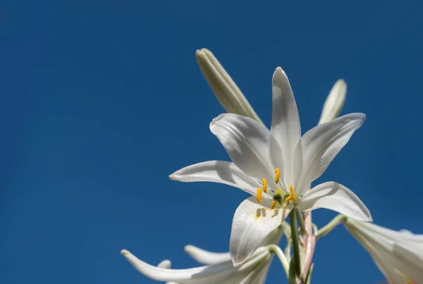 Witte Lelie Blauwe Lucht Achtergrond — Stockfoto