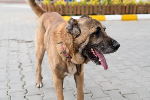 Brown anatolian shepherd dog with spiked iron collar on the street. (Spiked iron collar protects the necks of dog against wolf). Sivas kangal coban kopek, kopegi, Turkey