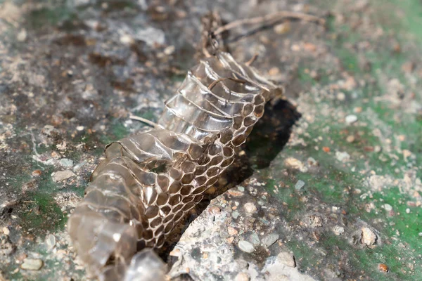 Detalhe Pele Descartada Uma Cobra Turquia Central — Fotografia de Stock