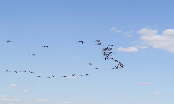 トルコのエーバー湖上空を飛ぶピンクのフラミンゴのグループ — ストック写真