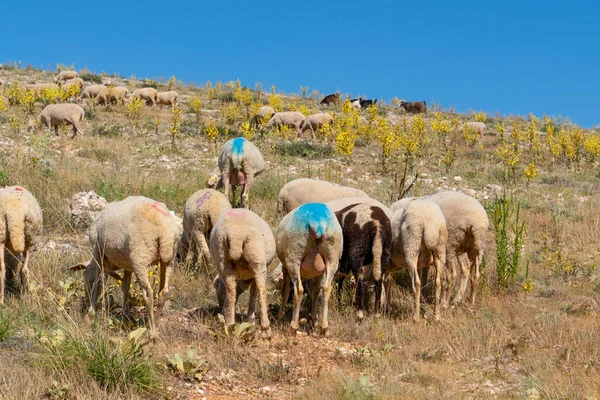 Herde Farbiger Schafe Auf Einem Hügel Türkei — Stockfoto