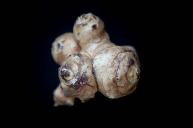 Emzirme veya Kudüs enginarı veya Kudüs enginarının (Helianthus tuberosus) siyah bir arkaplanda izole edilmiş halinin yakın görüntüsü