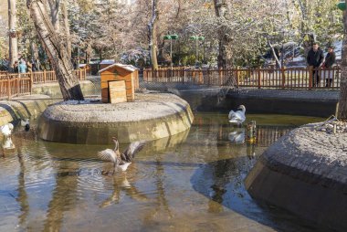 Ankara, Türkiye - 13 Aralık 2018: Kugulu Parkı günün keyfini çıkarıp kuşları beslemek için popüler bir yer.