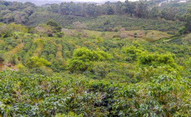 Kosta Rika 'daki kahve çiftliği