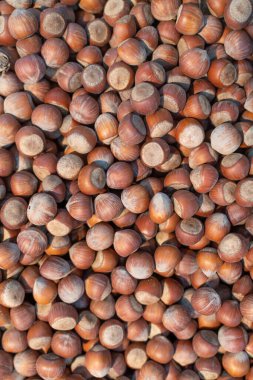 Fındık arkaplanı. Tasarım, web siteleri, iç mekan, arkaplan, arkaplan, doku oluşturma, grafik düzenleyicilerin kullanımı, çizimler, kusursuz dokular yaratmak için kullanılabilir.