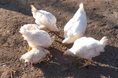 Sonbahar çiftliğindeki çamurda kazma ve tırmalama bedava tavuk.