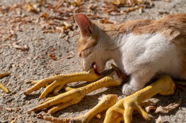 Kahverengi ve beyaz kedi yerde tavuk bacağı yiyor.