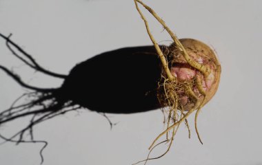 Masanın üzerinde kökleri olan beyaz turp arkaplanı ışık ve gölgede