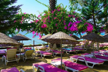 Akyaka, Mugla, Türkiye 'de sahil şemsiyeleri ve şezlonglar bougainvillea çiçeklerinin altında