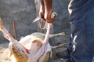Kasap, koyunların derisini yüzüyor.