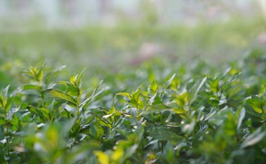 Yeşil nane bitkisi güneş ışığında yetişir..