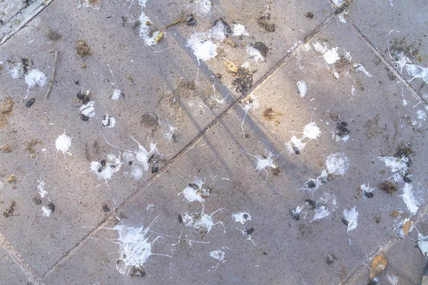 地面に散布された鳥の糞の落下 — ストック写真