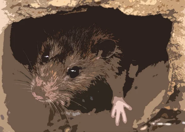 Zeichnung Einer Ratte Auf Einem Kanal — Stockfoto