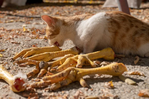 Brown and white cat eating chicken legs on ground