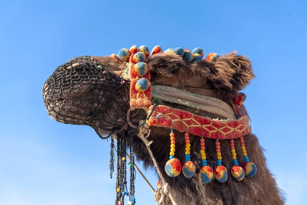 Kamel Med Smycken Och Nosen Huvudet Blå Himmel Bakgrund — Stockfoto