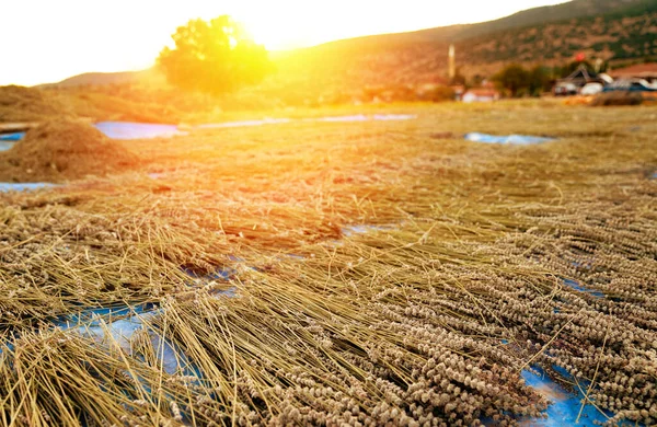 Lavande Fraîchement Récoltée Séchant Comme Des Piles Foin Coucher Soleil — Photo