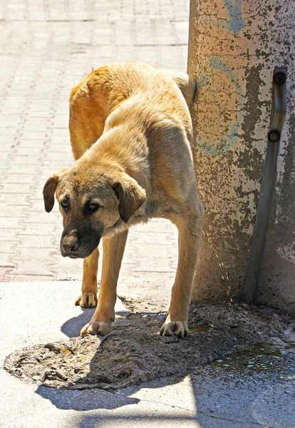 White and brown street dog urinating on a wall