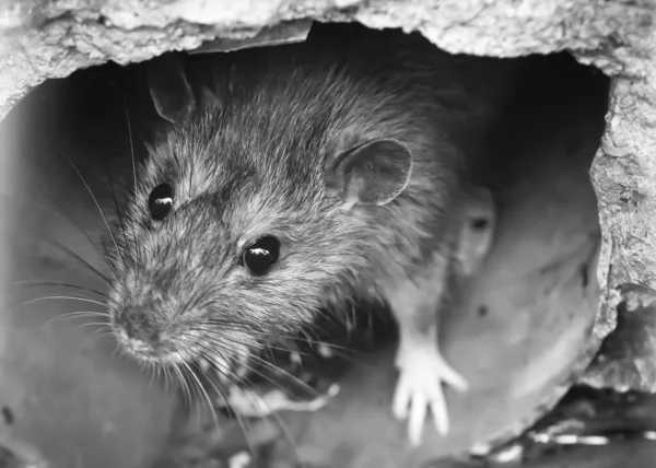 Nahaufnahme Von Ratte Auf Einem Abwasserkanal Abflussrost Schwarz Weiß — Stockfoto