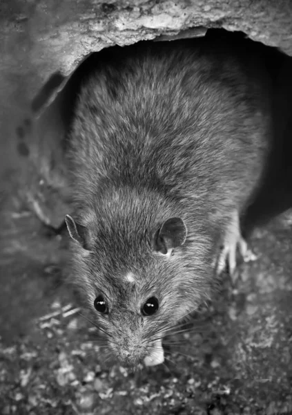 Ratte Der Kanalisation Abflussrost Schwarz Weiß Senkrecht — Stockfoto