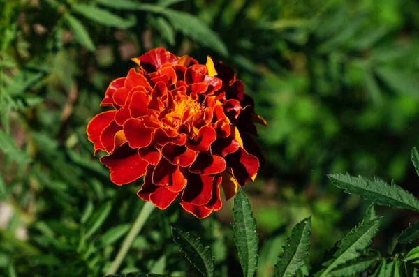 Fire red marigold with touch of yellow