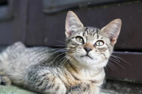 Little cute tabby kitten looking up