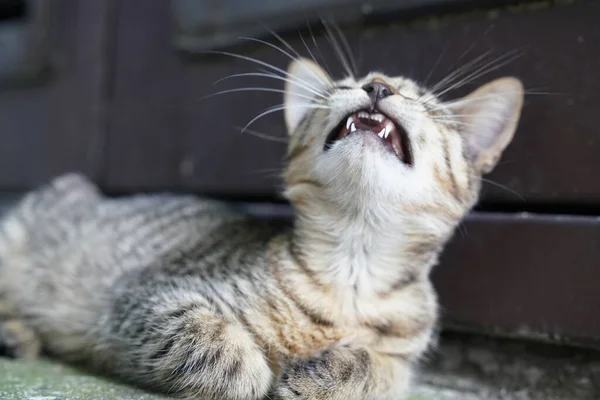 Curioso Lindo Gatito Tabby Sonriendo Bostezando —  Fotos de Stock