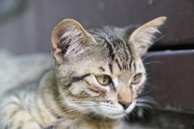 Meraklı küçük tekir kedicik.