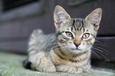 Meraklı küçük tekir kedicik.