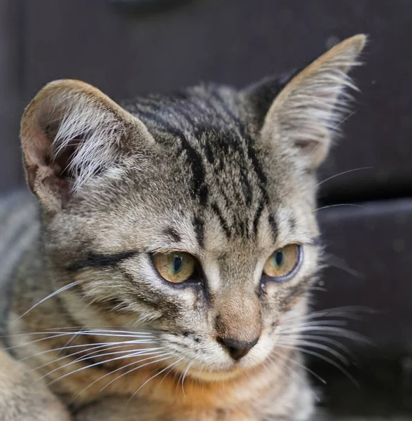 Meraklı küçük tekir kedicik.