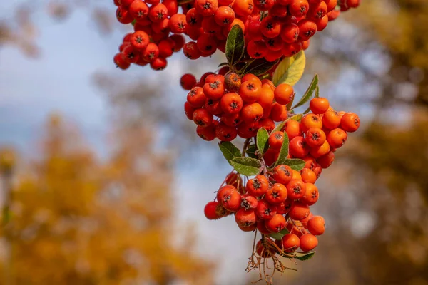 Detail Ornamental Plant Berries Scarlet Firethorn Pyracantha Coccinea Autumn Season — Stock Photo, Image
