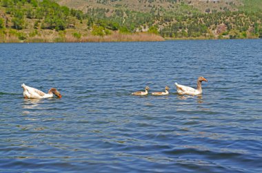 Gölde iki genç yüzen beyaz kazlar.