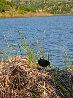 Bir yaban ördeği kuru sazlıklar ve mavi göl ve arka planda yeşil tepe üzerinde duruyor.