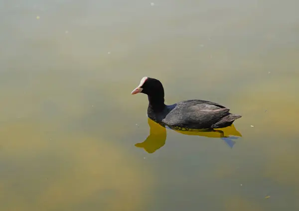 Coot Bird Swimming Green Water — Stock Photo, Image