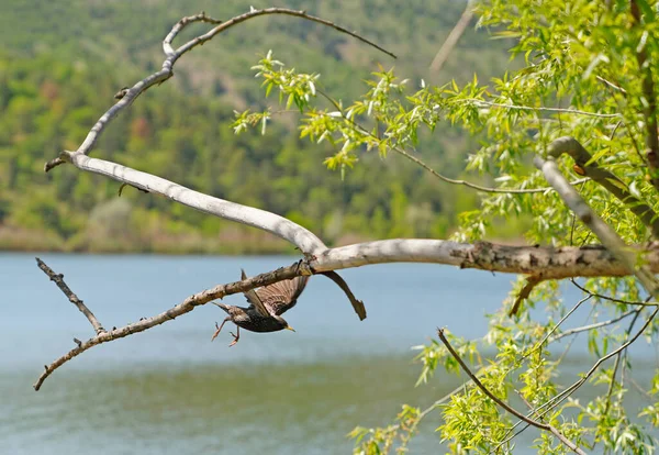 Jeden Szpak Latający Wokół Drzewa Zamazane Jezioro Las Tle — Zdjęcie stockowe