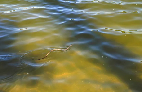 Serpiente Hierba Natrix Natrix Nadando Agua —  Fotos de Stock