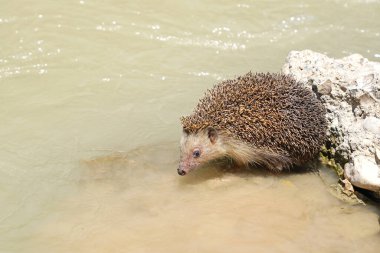 The southern white-breasted hedgehog (Erinaceus concolor) is drinking water from the river clipart