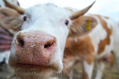 Meraklı bir ineğin komik burnu