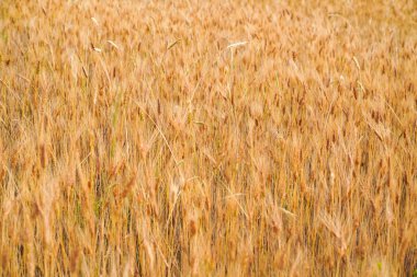 Altın buğday tarlası, doku, arkaplan