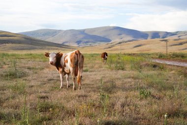 Tepelerde otlayan sığırlar, Kahramanmaras, Türkiye