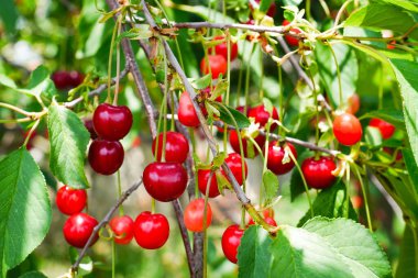 Yapraklı taze organik kirazlar.