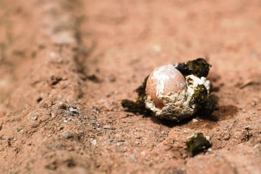 Relatively small chicken egg in chicken shit on ground. (Chicken defecated poop in which there was an egg)