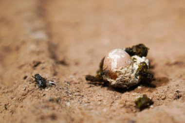 Relatively small chicken egg in chicken shit on ground. (Chicken defecated poop in which there was an egg)
