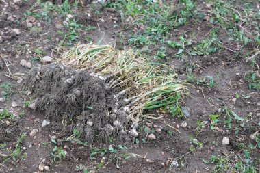Tarlada yeni toplanmış bir yığın sarımsak.