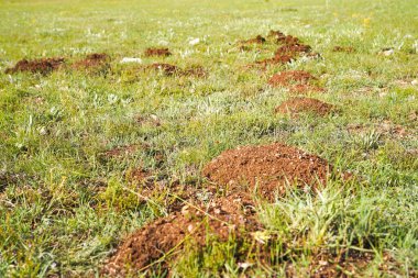 Köstebek popülasyonunun çimenlikteki yeni köstebek yuvalarının seçici odak noktası